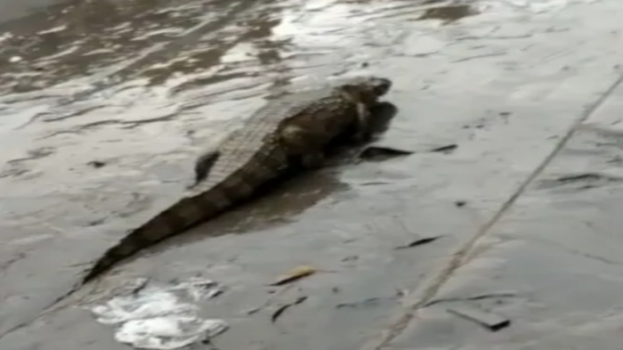 Jacaré é flagrado nadando em rua do Rio de Janeiro após forte temporal